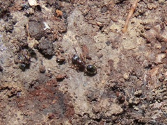Myrmecina americana