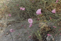 Convolvulus dorycnium
