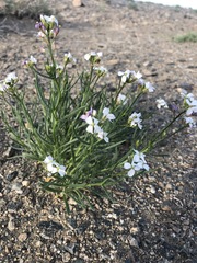 Dontostemon perennis