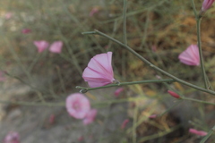 Convolvulus dorycnium