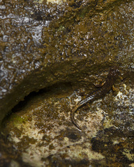 Speleomantes italicus