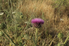 Onopordum cynarocephalum