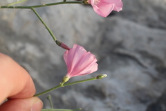 Convolvulus dorycnium