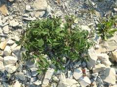 Salvia ringens