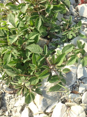 Salvia ringens