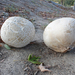 Western Giant Puffball - Photo (c) Davide Puddu, some rights reserved (CC BY-NC), uploaded by Davide Puddu