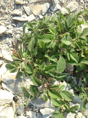 Salvia ringens