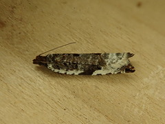 Ancylis mediofasciana