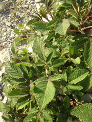 Salvia ringens