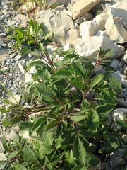 Salvia ringens