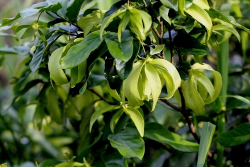 Image of Desmos chinensis by no rights reserved