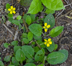 Chrysogonum