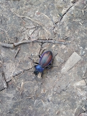 Carabus schoenherri