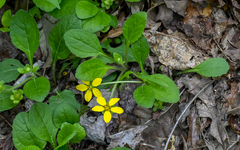Chrysogonum