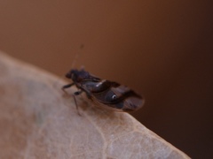 Phylloplecta tripunctata