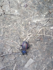 Carabus schoenherri