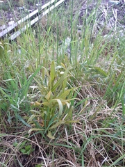 Puccinia sii-falcariae