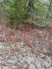 Cornus sericea sericea