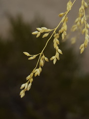 Panicum antidotale