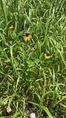 Rudbeckia amplexicaulis