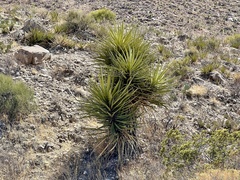 Yucca faxoniana