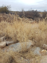 Panicum antidotale