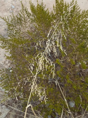 Panicum antidotale