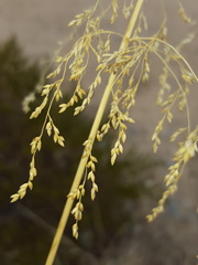Panicum antidotale