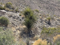Yucca faxoniana