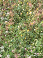 Trifolium glomeratum