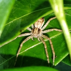 Philodromus dispar