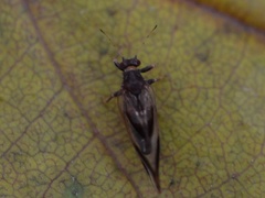 Phylloplecta tripunctata