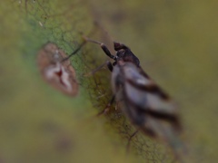 Phylloplecta tripunctata