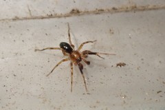Phrurolithidae