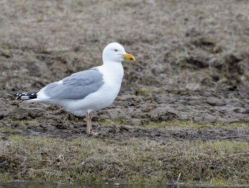 Mongolian Gull (Larus mongolicus), photo 5