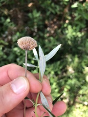 Monardella hypoleuca intermedia