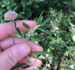 Monardella hypoleuca intermedia
