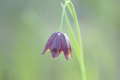 Fritillaria meleagroides