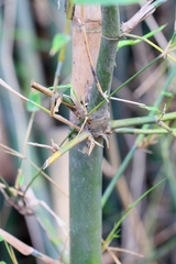 Bambusa malingensis