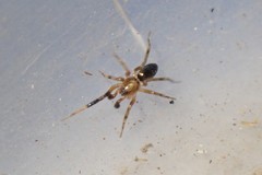 Phrurolithidae