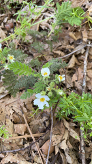 Chamaebatia foliolosa