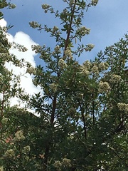 Escallonia resinosa