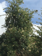 Escallonia resinosa