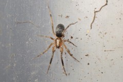 Phrurolithidae