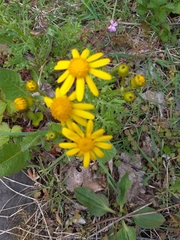 Senecio squalidus