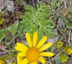 Senecio squalidus