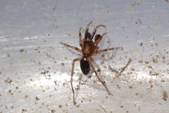Phrurolithidae