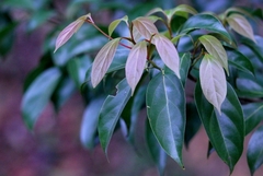 Sinopora hongkongensis