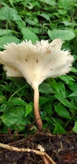 Lentinus