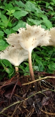 Lentinus